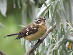 Pheucticus ludovicianus