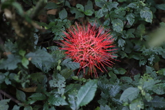 Scadoxus multiflorus