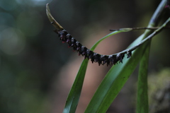 Bulbophyllum