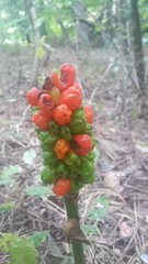 Arum elongatum