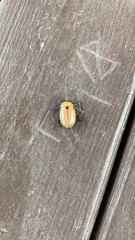 Pelidnota punctata