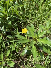 Ludwigia peploides