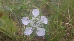 Nigella arvensis