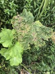 Alcea rosea