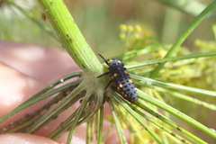 Coccinella septempunctata
