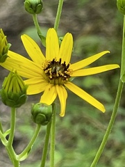 Helianthus atrorubens