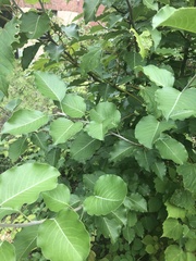 Pyrus