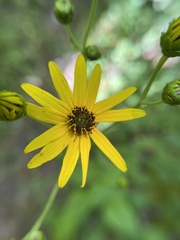 Helianthus atrorubens