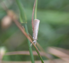 Agriphila straminella
