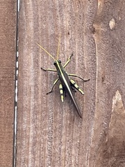 Schistocerca obscura