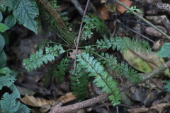 Asplenium dregeanum
