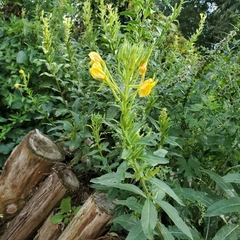 Oenothera pilosella