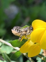 Megachile centuncularis