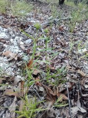 Liatris compacta