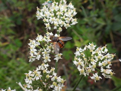 Tachina fera