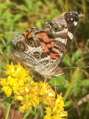 Vanessa virginiensis