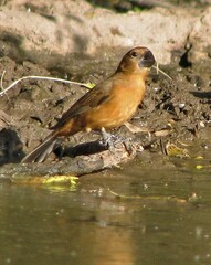 Cyanoloxia brissonii