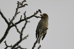 Coccothraustes coccothraustes