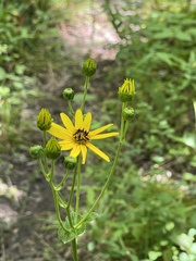 Helianthus atrorubens