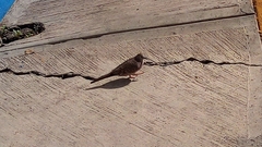 Columbina inca