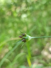 Dianthus andrzejowskianus