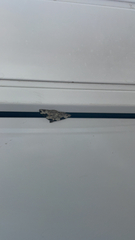 Xanthorhoe fluctuata