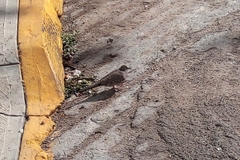 Columbina inca