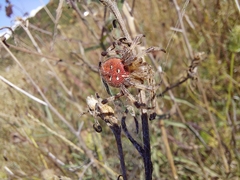 Araneus quadratus