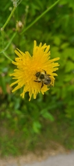 Bombus impatiens