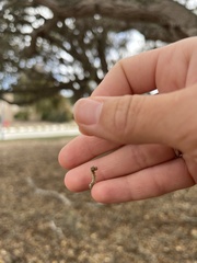 Phryganidia californica