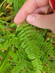 Athyrium filix-femina
