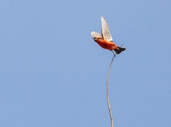 Pyrocephalus rubinus