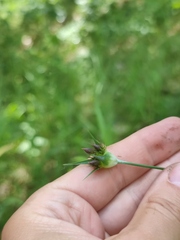 Dianthus andrzejowskianus