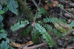 Asplenium dregeanum