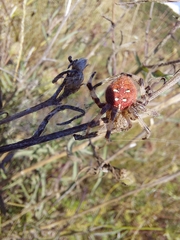 Araneus quadratus