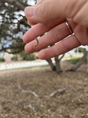 Phryganidia californica