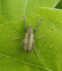 Naupactus peregrinus