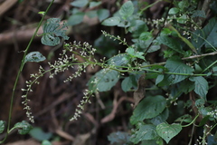 Celosia elegantissima
