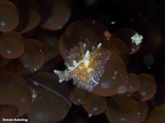 Thysanozoon brocchii