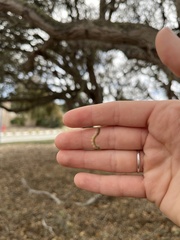 Phryganidia californica