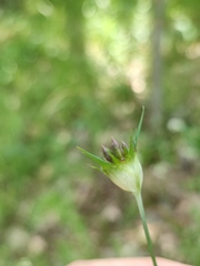 Dianthus andrzejowskianus