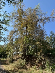 Populus trichocarpa