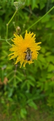 Bombus impatiens