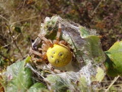 Araneus quadratus
