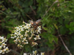 Tachina fera