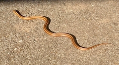 Thamnophis ordinoides