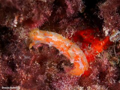 Plocamopherus maderae