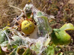 Araneus quadratus
