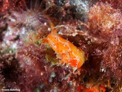 Plocamopherus maderae
