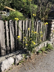 Oenothera glazioviana